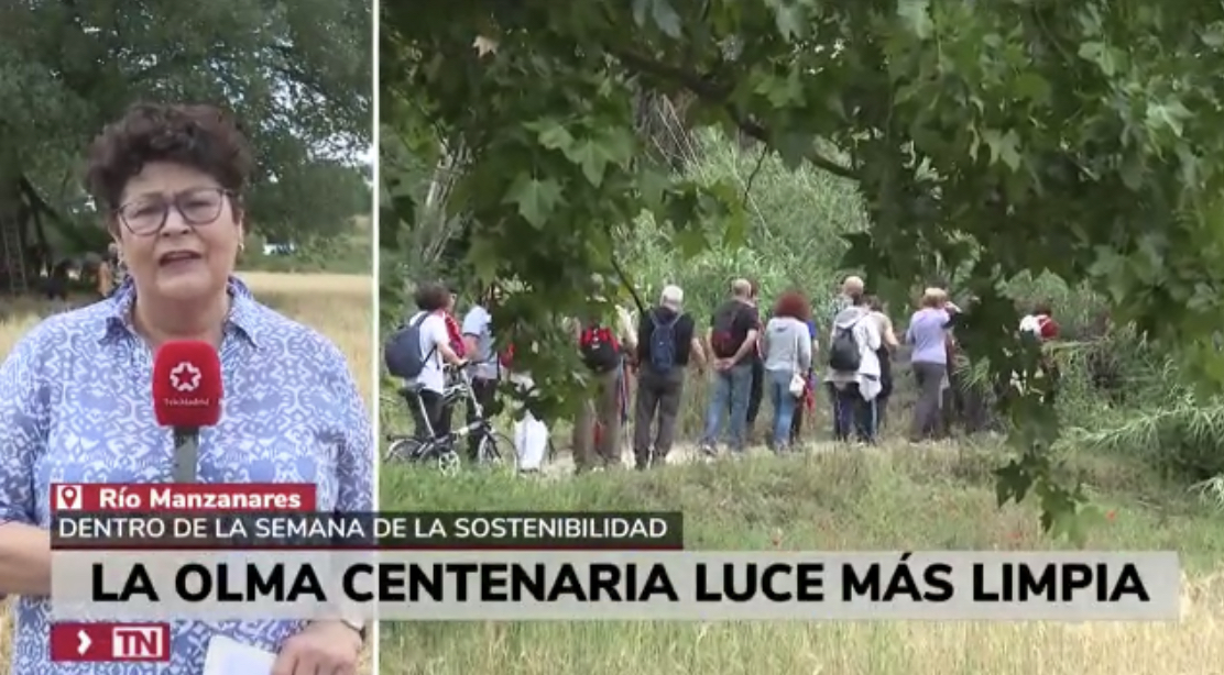 En este momento estás viendo Vídeo de la noticia de la limpieza de la Olma (El Abuelo) en la Noticias de TeleMadrid